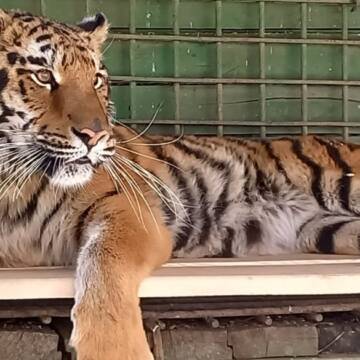 У Подільському зоопарку підвищують ціну квитка, аби збудувати вольєри для тигриці та ягуара