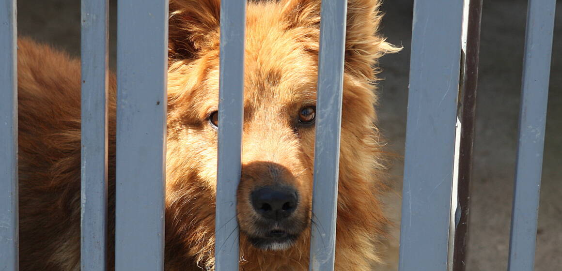 У вінницькому Муніципальному притулку перебуває 47 собак з Миколаєва, Харкова та Маріуполя, вінничани можуть взяти їх до себе додому