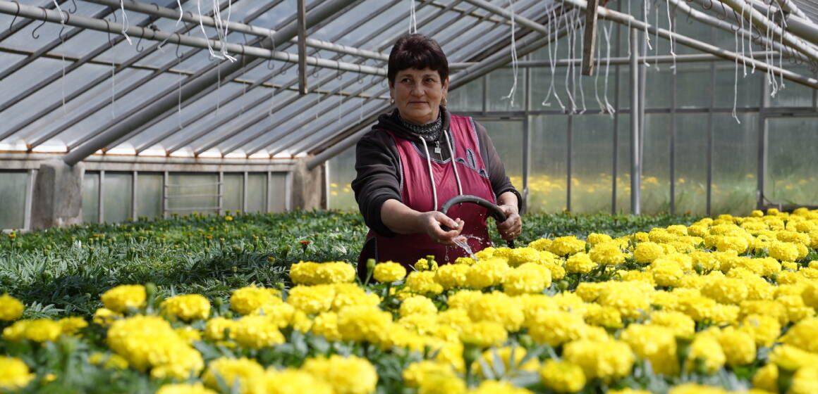 У Вінниці готують для висадки квіти, вирощені взимку в теплицях «Зеленбуду»