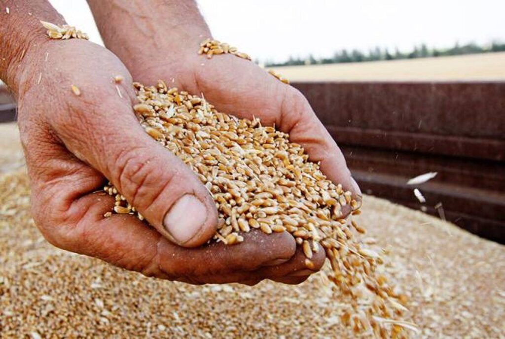 Україна встановила два маршрути для експорту зерна – через Польщу та Румунію