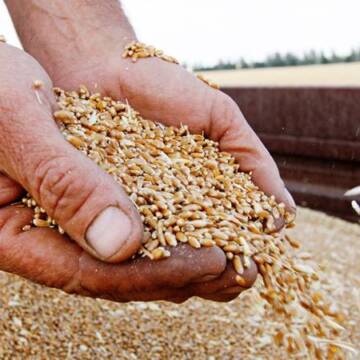 Україна встановила два маршрути для експорту зерна – через Польщу та Румунію