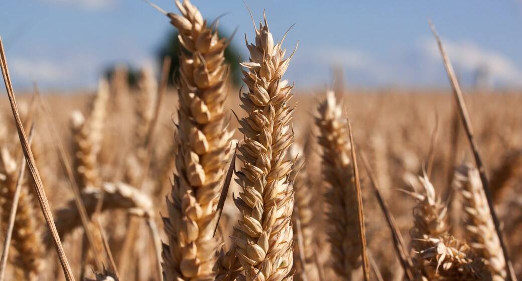 ЄС хоче звільнити заблоковане українське зерно