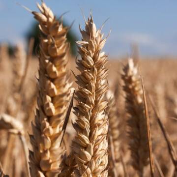 ЄС хоче звільнити заблоковане українське зерно