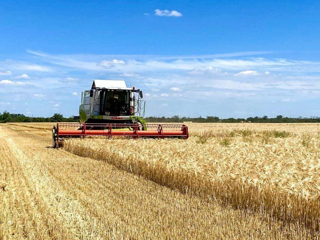 На полях Вінниччини очікують щонайменше на 20% нижчий валовий збір колосових, ніж торік