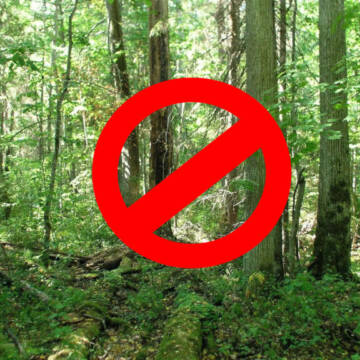 На Вінниччині не планують скасовувати чи пом’якшувати заборону на відвідування лісу