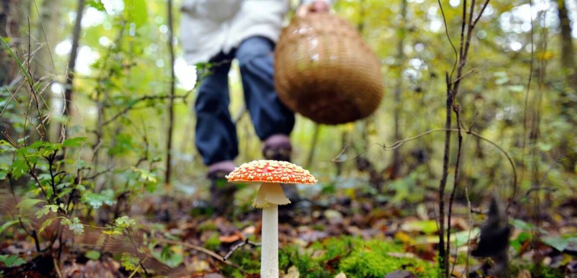 На Вінниччині жінка отруїлась грибами