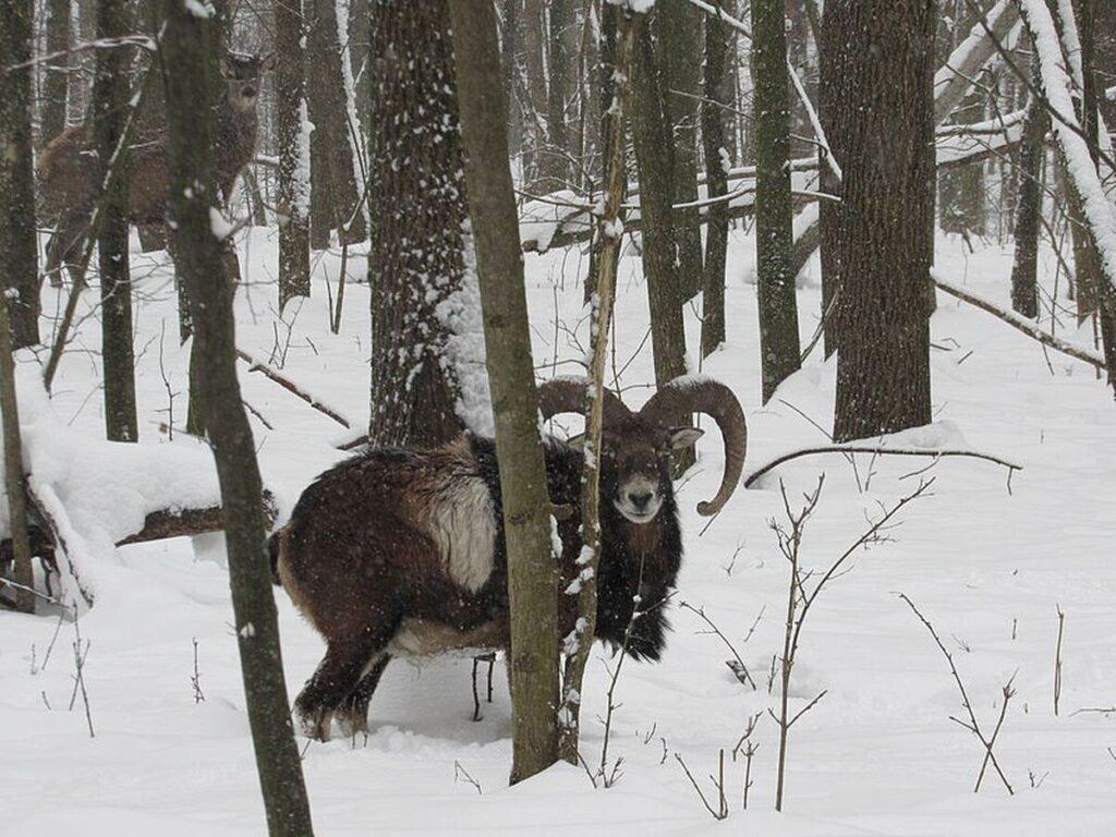 На Вінниччині лісники розпочали рахувати тварин