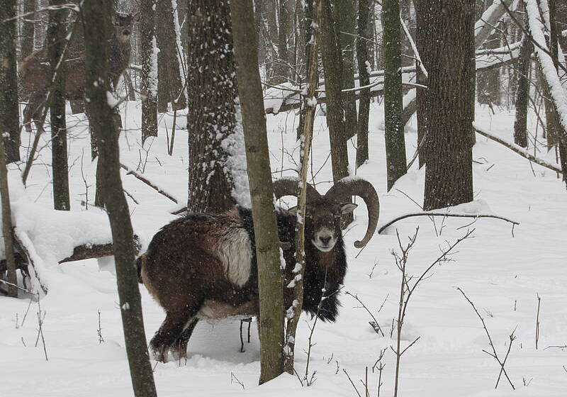 На Вінниччині лісники розпочали рахувати тварин