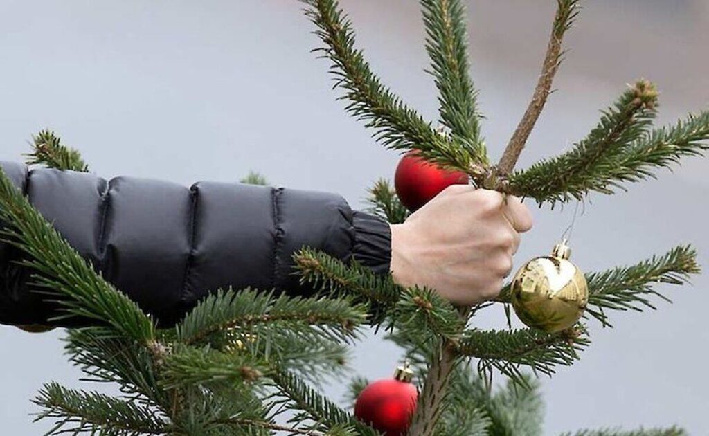 Свята минають! Куди подіти новорічну ялинку?
