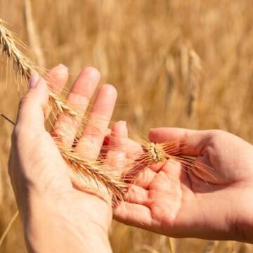 У Вінниці запускають Програму розвитку аграрного сектору та забезпечення продовольчої безпеки