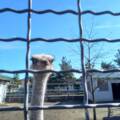 Вінницький зоопарк запрошує відвідувачів (Фото)
