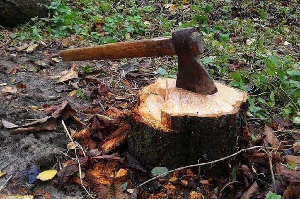 На Вінниччині незаконно вирубали дерев на майже 350 тисяч гривень