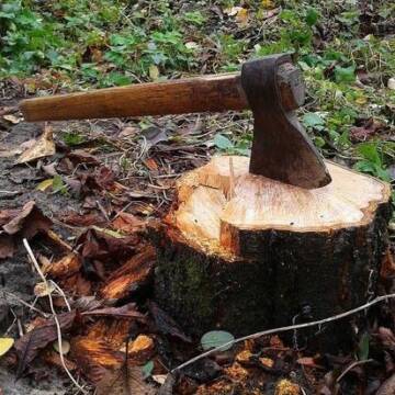 На Вінниччині незаконно вирубали дерев на майже 350 тисяч гривень