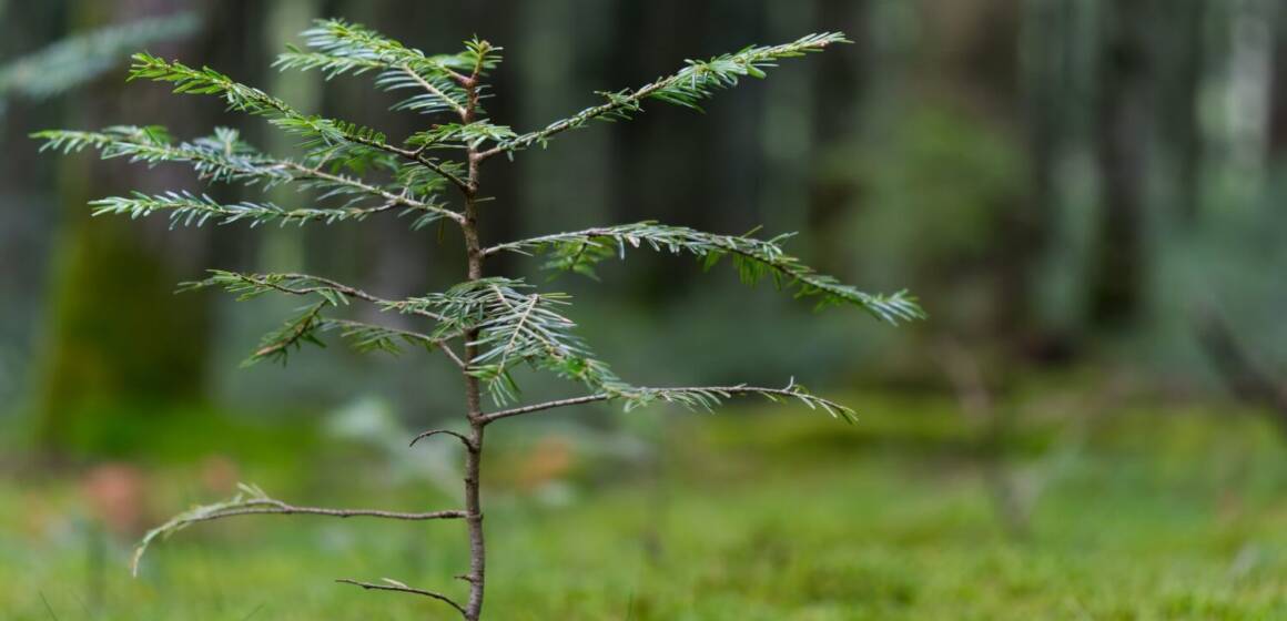 На Вінниччині висадили майже 3,5 млн дерев