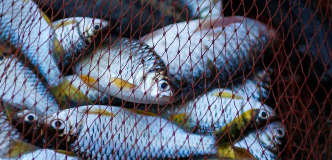 На Вінниччині виявили понад 60 фактів незаконного вилову риби