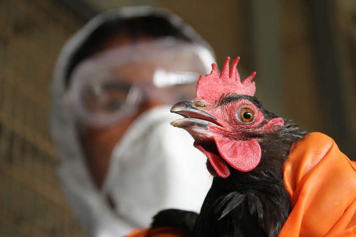 У Бразилії оголосили надзвичайну ситуацію через пташиний грип