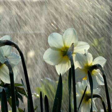 Які наслідки невчасних весняних дощів на Вінниччині?