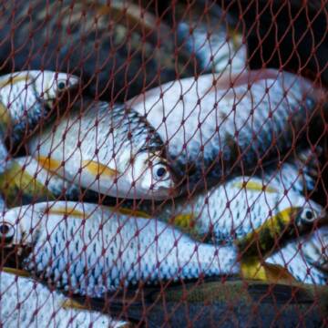 На Вінниччині чоловік намагався «відкупитись» від поліцейських за незаконний вилов риби