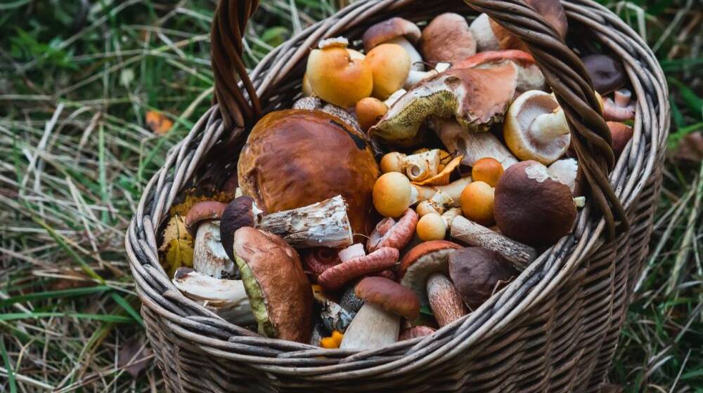 На Вінниччині сезон грибів: види та ціни