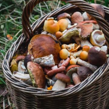 На Вінниччині сезон грибів: види та ціни