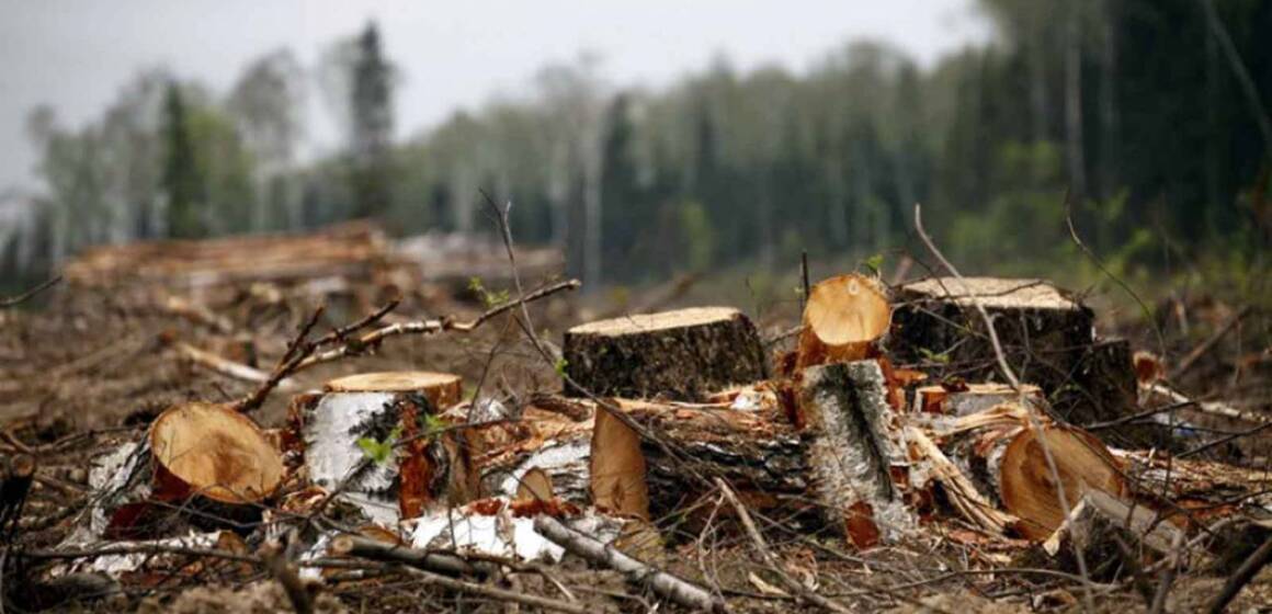 На Вінниччині незаконно вирубали дерев на мільйон гривень