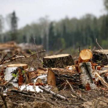 На Вінниччині незаконно вирубали дерев на мільйон гривень