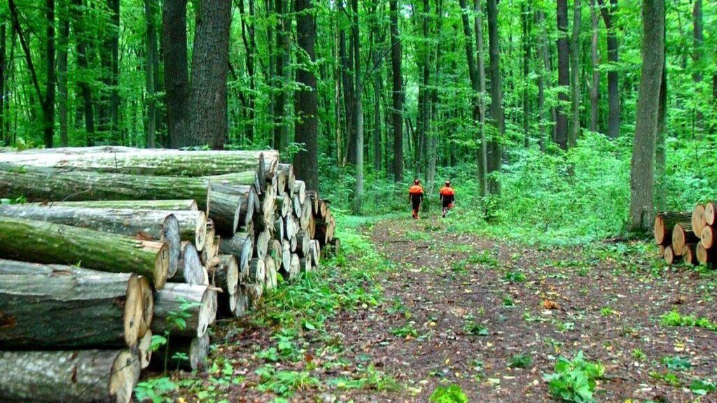 У лісництві на Вінниччині проводять акцію “Купуй дрова влітку”