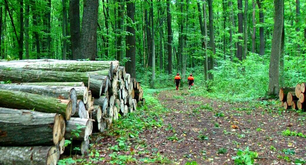 У лісництві на Вінниччині проводять акцію “Купуй дрова влітку”