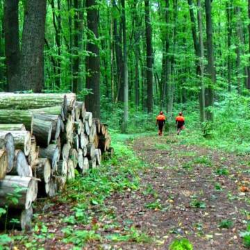 У лісництві на Вінниччині проводять акцію “Купуй дрова влітку”