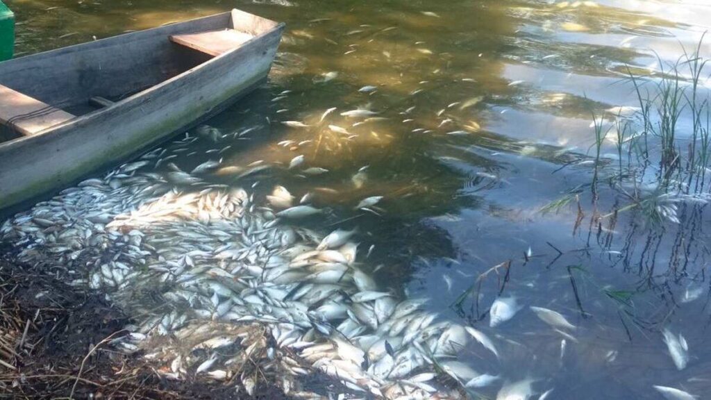 Мор риби у водосховищі на Вінниччині: екологи зясовують причину