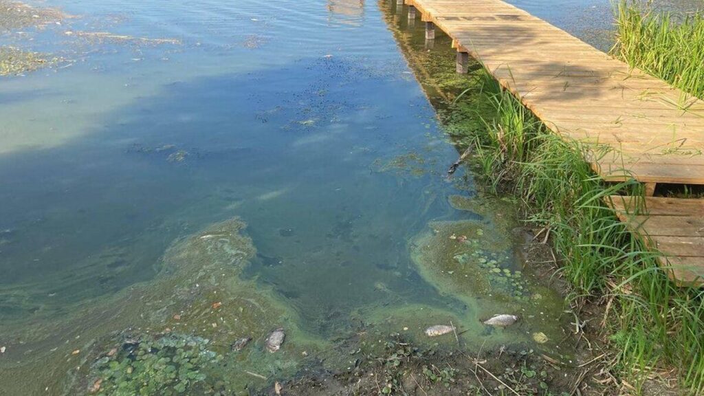На Вінниччині екологи зясовують причину загибелі риби у водоймі