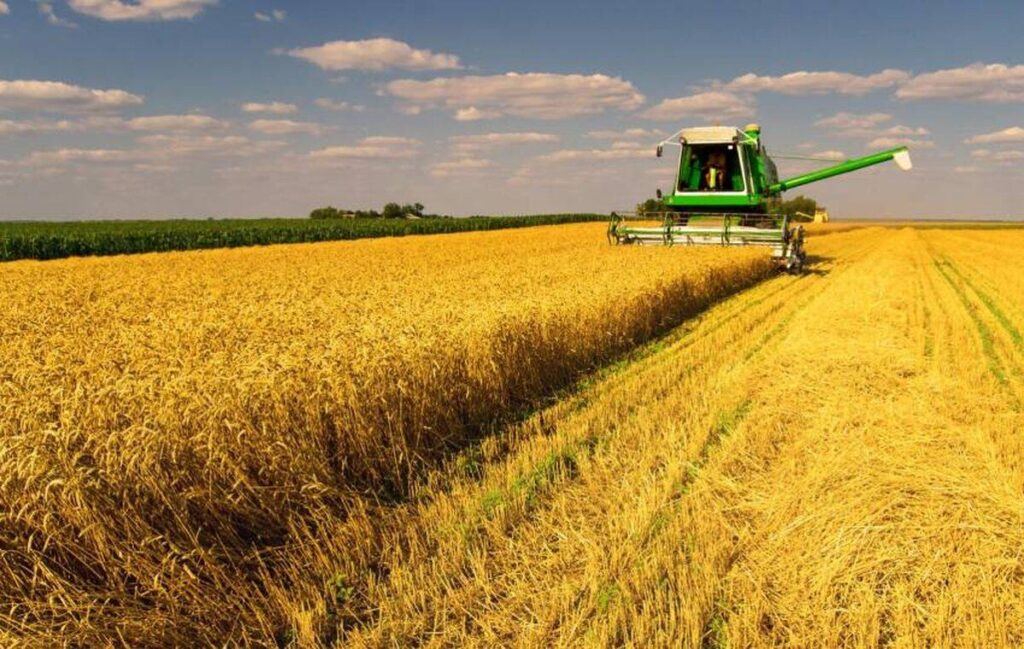 На Вінниччині завершили збирати ранні зернові та зернобобові культури