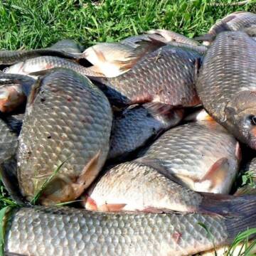На Вінниччині чоловіки порушили правила рибальства