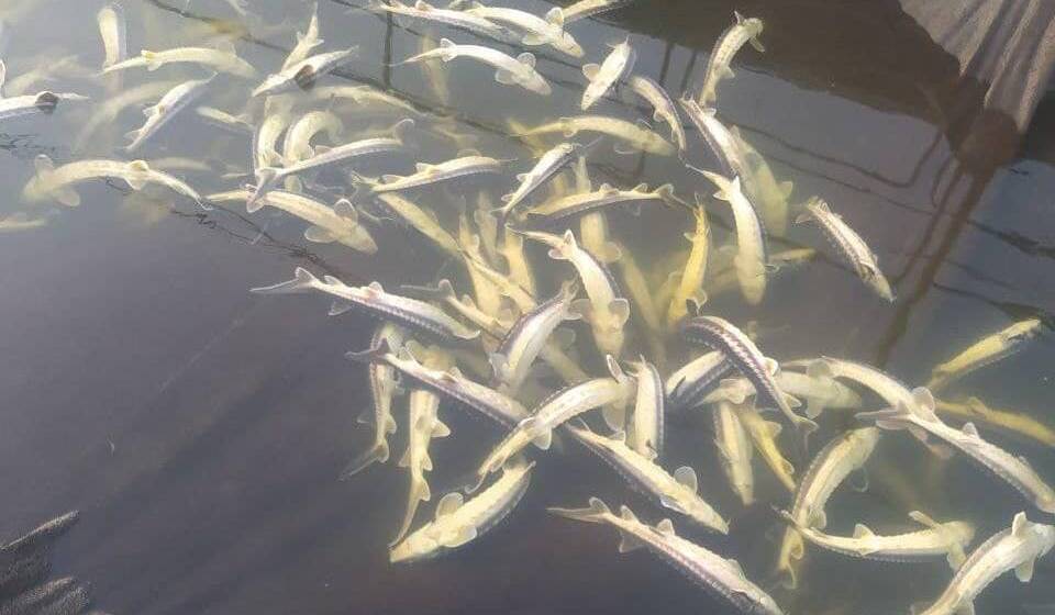 Створено робочу групу для розслідування загибелі риби в Ладижині