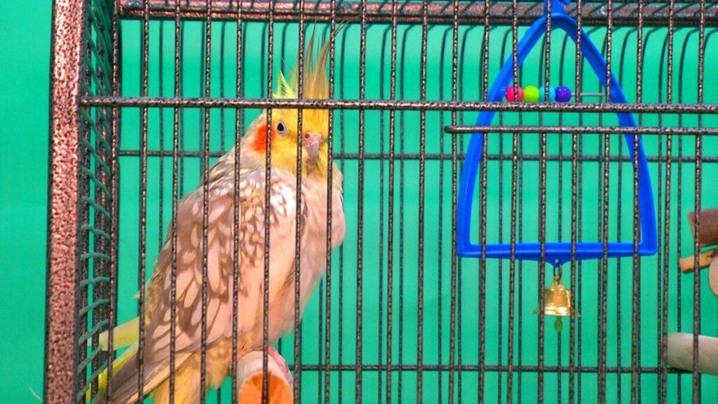 У Вінниці відкрили експозицію з підопічними евакуйованого зоопарку