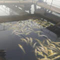 На Вінниччині на аквафермі  загинуло близько 9 тонн червонокнижної риби