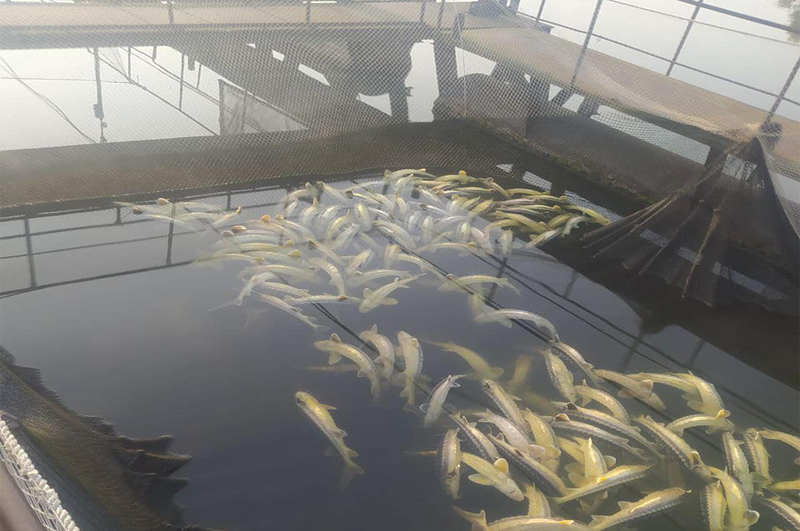 На Вінниччині на аквафермі  загинуло близько 9 тонн червонокнижної риби