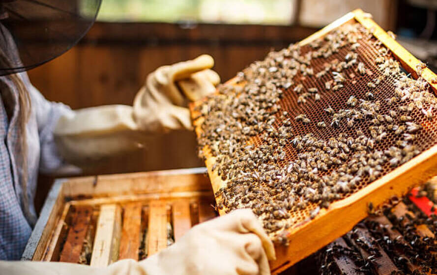 У Вінниці діє безповоротна фінансова підтримка бджолярів