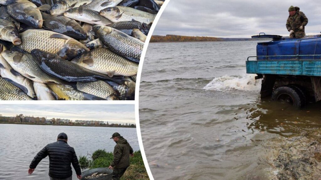 Водойми Вінниччини зарибили коропом, білим амуром і товстолобом