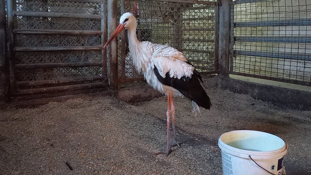 Лелека, який прилетів на похорон до бійця, зимуватиме у Подільському зоопарку Вінниці