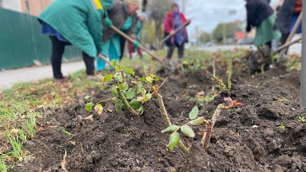 У Вінниці до зими готують майже 15 тисяч кущів троянд