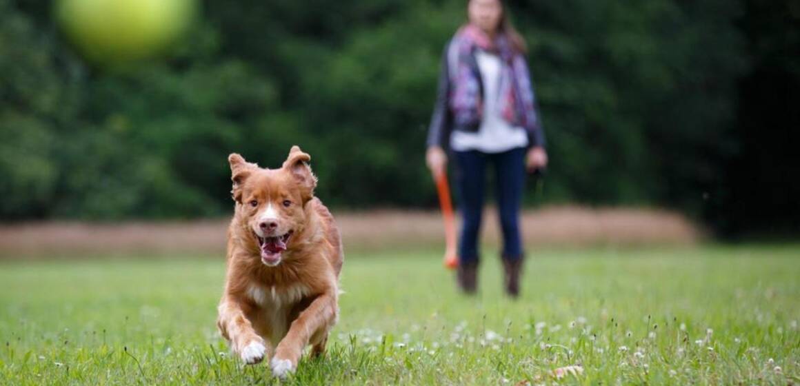 Захист собаки від кліщів та бліх: як обрати дієві засоби від паразитів