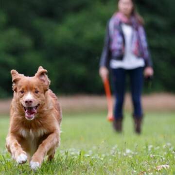 Захист собаки від кліщів та бліх: як обрати дієві засоби від паразитів