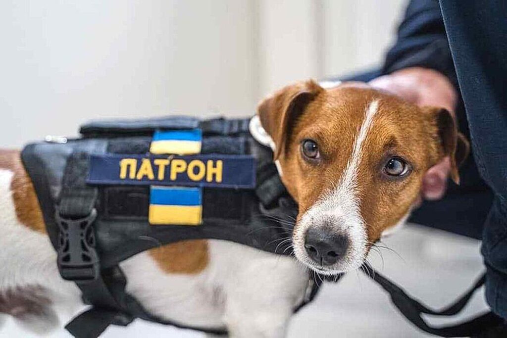 У Вінниці пропонують створити вулицю пса Патрона