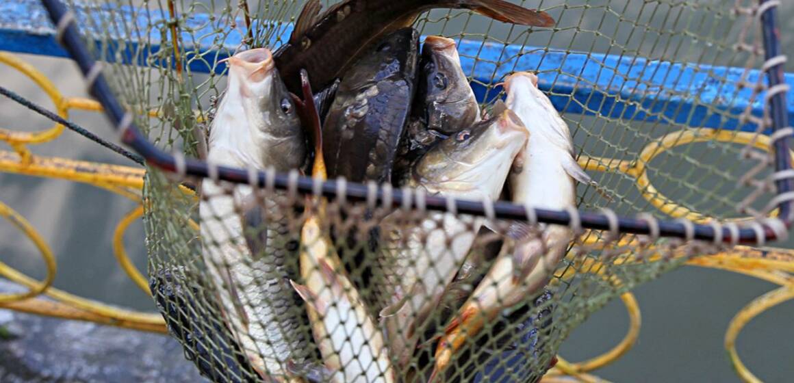За рік на Вінниччині браконьєри наловили риби на 27,5 млн грн