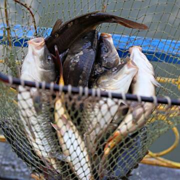 За рік на Вінниччині браконьєри наловили риби на 27,5 млн грн