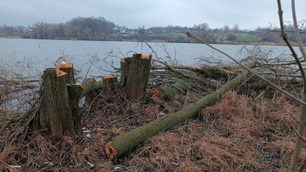 На Вінниччині незаконно вирубали дерева біля водойми