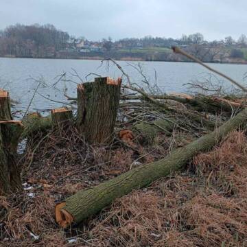 На Вінниччині незаконно вирубали дерева біля водойми