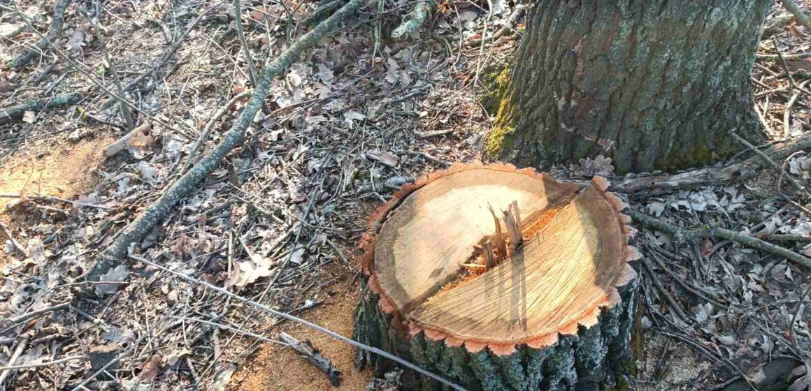 Таємничі вирізки: невідомі на Вінниччині нарізали дров на два мільйони