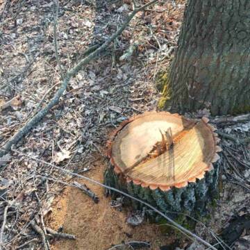 Таємничі вирізки: невідомі на Вінниччині нарізали дров на два мільйони